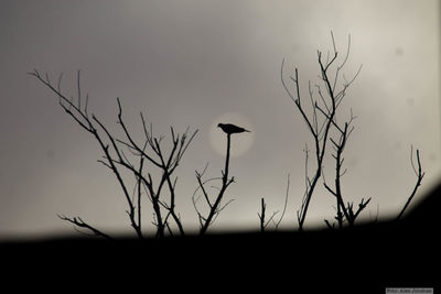 Silhouette of bird on plant during sunset