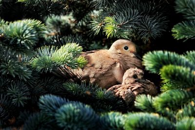 Close-up of birds on tree