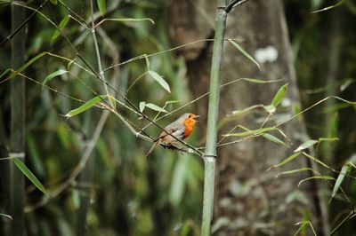 Bird perching on a tree
