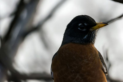 Close-up of bird perching outdoors