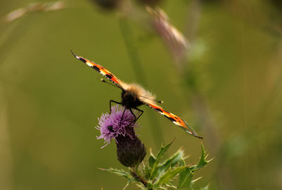 Close-up of insect on flower