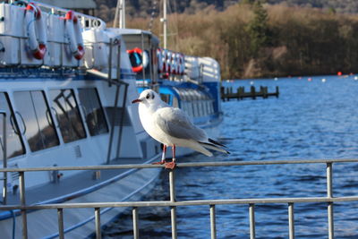 Seagull perching on a boat