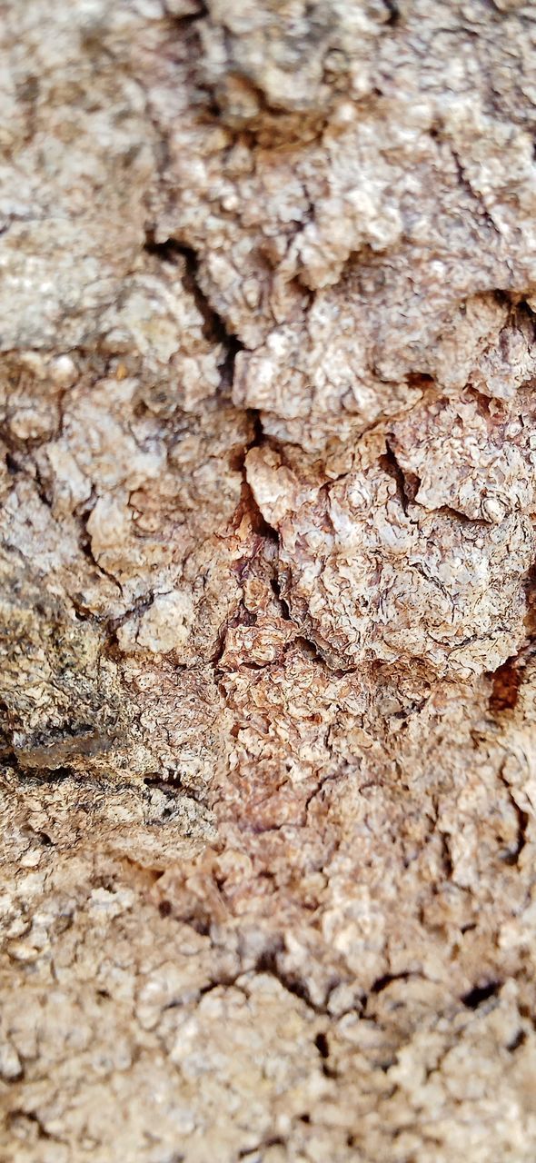 FULL FRAME SHOT OF BARK