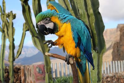 Close-up of gold and blue macaw perching on branch against cactus