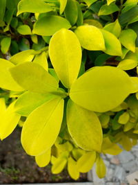 Close-up of yellow flowering plant