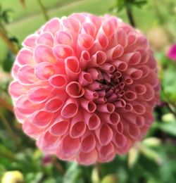 Close-up of pink dahlia