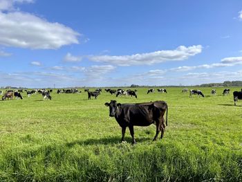Cows on a field of green graas in spring under a blue sky