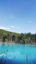 Scenic view of trees against blue sky