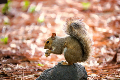 Close-up of squirrel