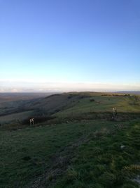 Sheep grazing on field against clear blue sky