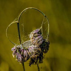 Close-up of wilted flower