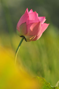 Close-up of pink flowering plant