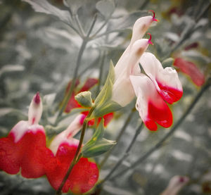 Close-up of pink flowers