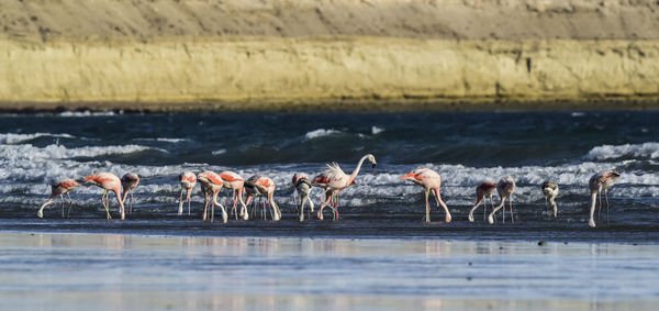 High angle view of birds on beach