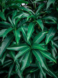 Full frame shot of green leaves