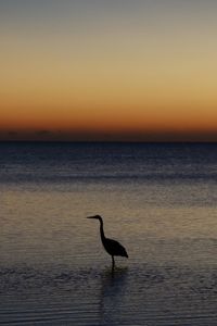 Bird flying over sea against sky during sunset