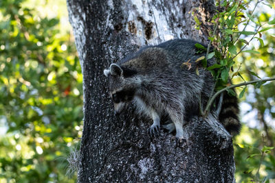 Young raccoon procyon lotor marinus forages for food in naples florida among the forest.