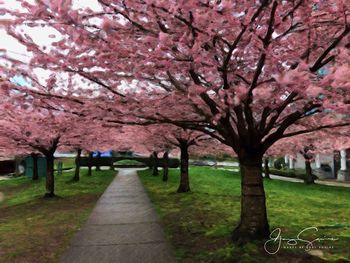 Tree with pink flowers in park
