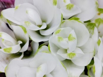 Close-up of white flowers