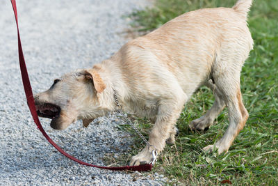 Dog on ground