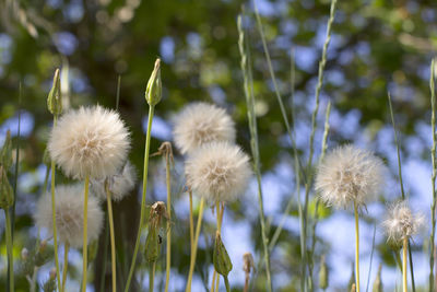 Close-up of dandelion on field