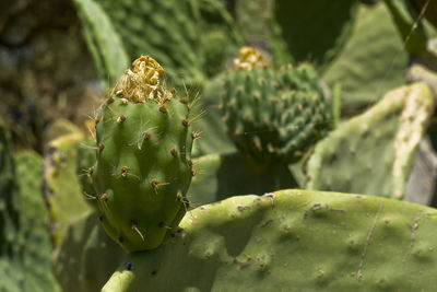 Close-up of plant against blurred background
