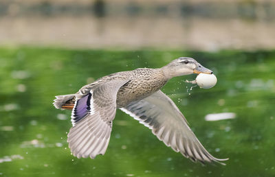 Seagull flying over lake