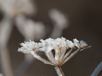 Close-up of frozen flower during winter