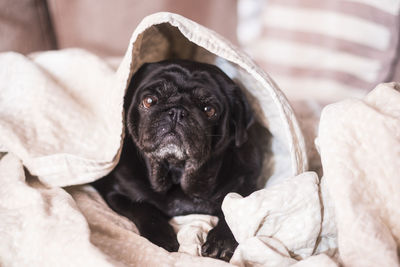 Portrait of black dog relaxing on bed