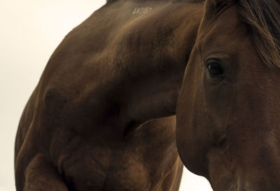 Close-up of horse