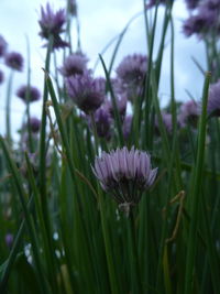 Close-up of purple flowers