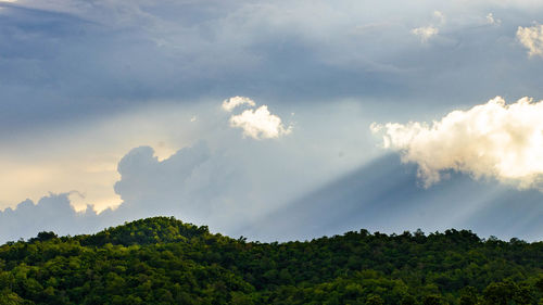 High section of lush foliage against blue sky and clouds