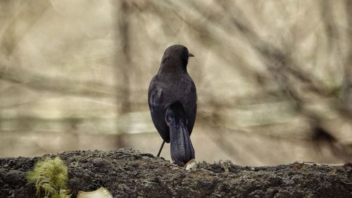 Bird perching on rock