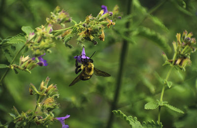 Bumble bee summer flower adventures