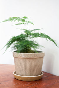 Close-up of potted plant against white background