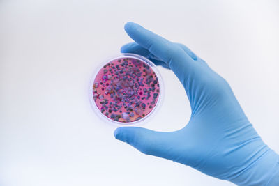 Scientist wearing protective glove holding fungal cultures in petri dish