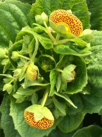 Close-up of yellow flowering plant