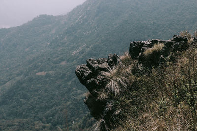 View of an animal on rock