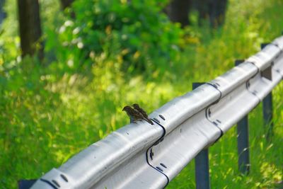 Close-up of bird perching on plant