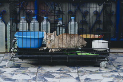 A cat with sad eyes in a cage in an animal shelter. selective focuse