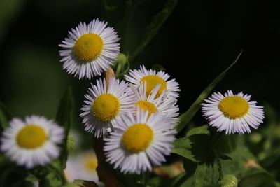 Close-up of white flowering plants