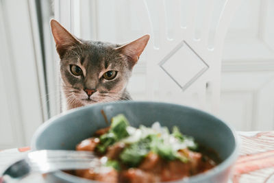 Cat looking at food on table 