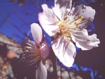 Close-up of flowers