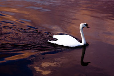 Close-up of swan swimming in lake