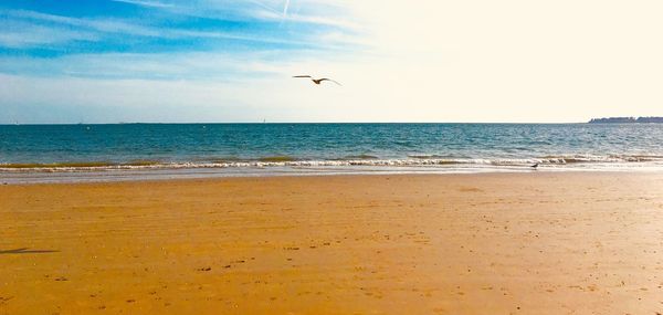 View of birds flying over beach