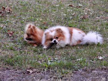 View of two pomeranian dogs on field