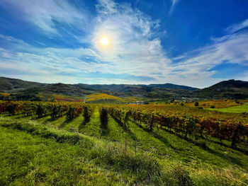 Scenic view of field against sky