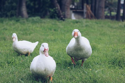 Portrait of ducks walking on grass