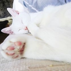 Close-up of white cat lying down