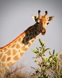 Low angle view of giraffe against clear sky